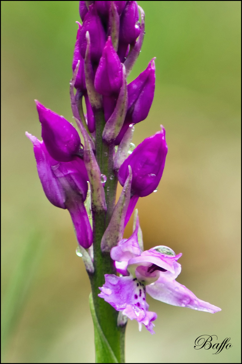 Orchis mascula subsp. speciosa